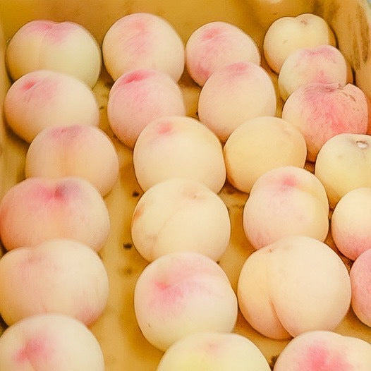 アウトレット白桃「食べる応援」6〜8玉