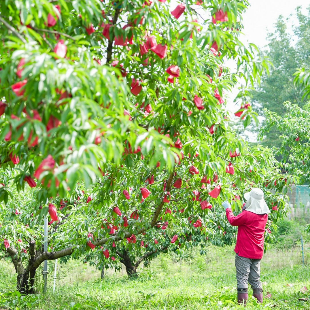 アウトレット白桃のお話 捨てられるには、惜しすぎる桃たち。