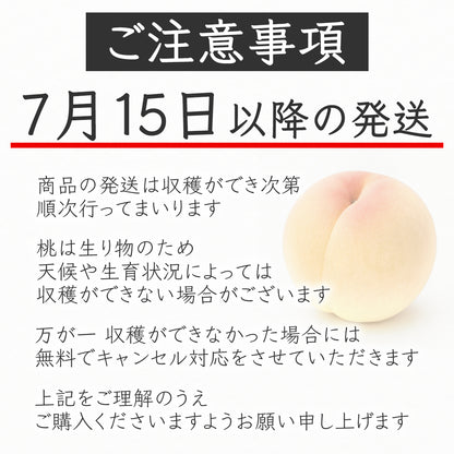 アウトレット白桃「食べる応援」6〜8玉