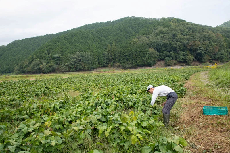 丹波産　自然栽培黒枝豆