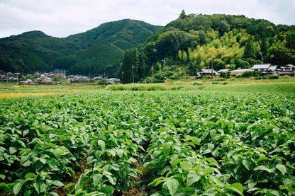 丹波産　自然栽培黒枝豆