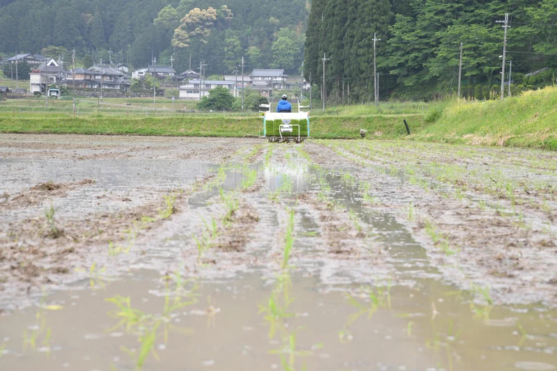 自然栽培　丹波産コシヒカリ