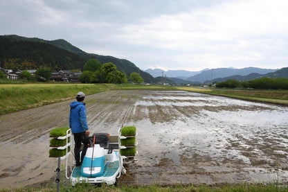 自然栽培　丹波産コシヒカリ