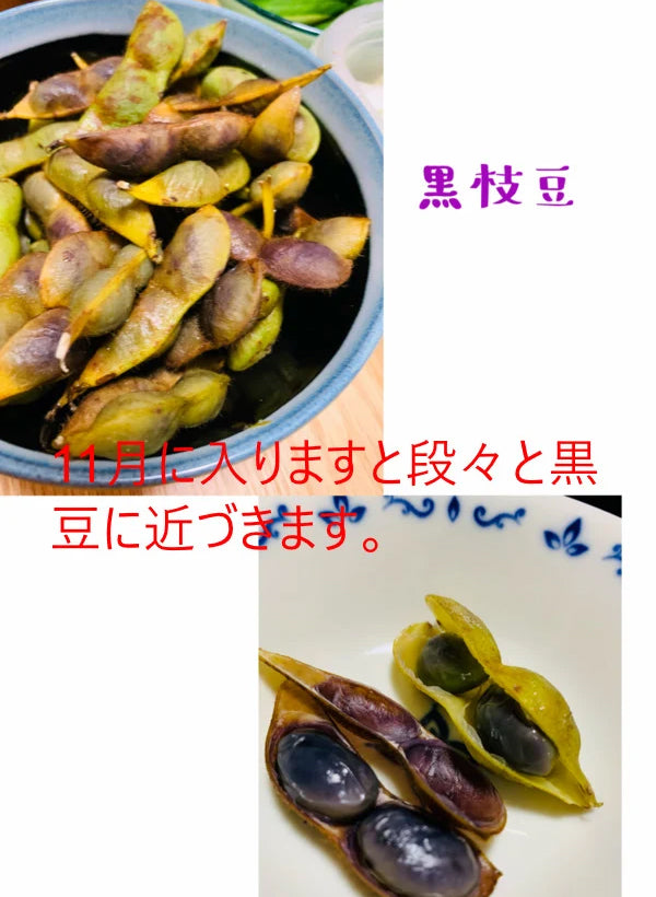 丹波産　自然栽培黒枝豆